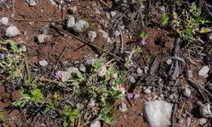 Erodium cygnorum