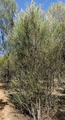 Hakea scoparia scoparia