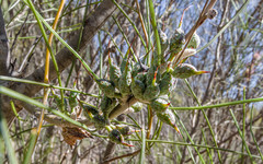 Hakea scoparia scoparia