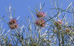 Hakea scoparia scoparia