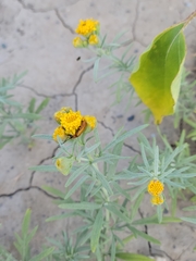 Picradeniopsis oppositifolia