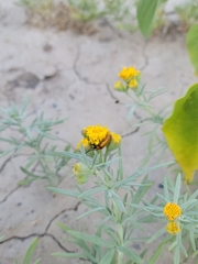 Picradeniopsis oppositifolia