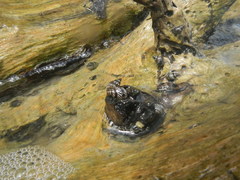 Echinolittorina interrupta