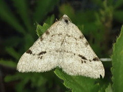 Digrammia denticulata