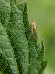 Trioza urticae