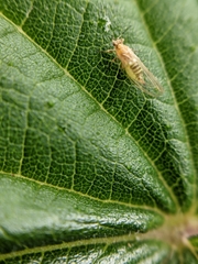 Trioza urticae