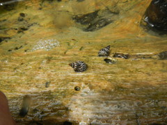 Echinolittorina interrupta