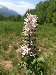 Corydalis caseana brandegeei