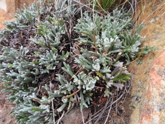 Euryops othonnoides