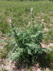 Corydalis caseana brandegeei