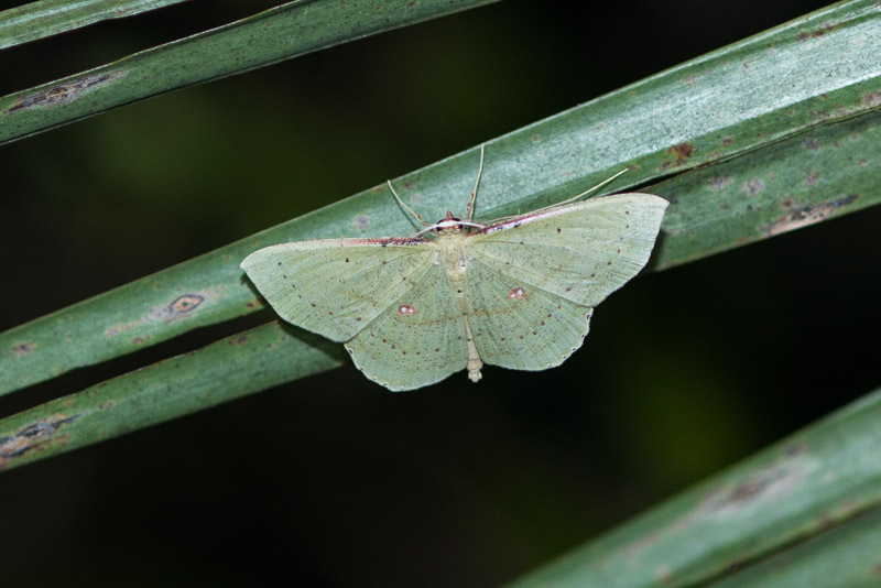 Seagrape Spanworm Moth