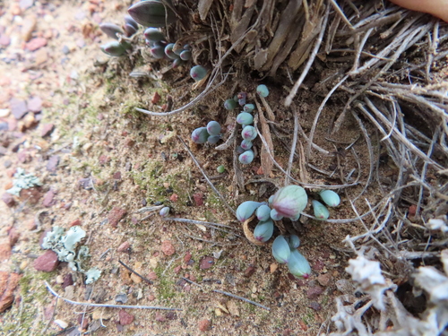 Image of Curio repens by (c) linkie, some rights reserved (CC BY)