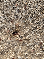 Pogonomyrmex occidentalis
