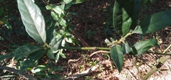 Mitriostigma axillare