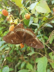 Tanaecia whiteheadi