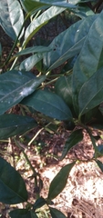 Mitriostigma axillare