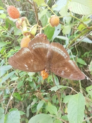 Tanaecia whiteheadi