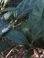 Mitriostigma axillare