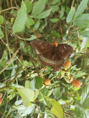 Tanaecia whiteheadi
