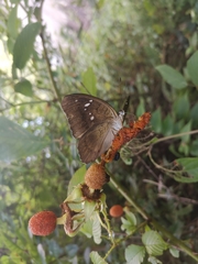 Tanaecia whiteheadi