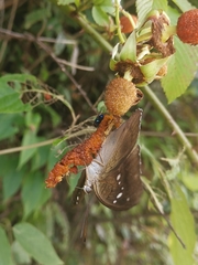 Tanaecia whiteheadi