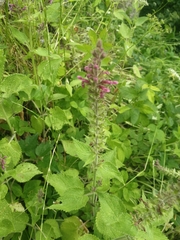 Stachys sylvatica