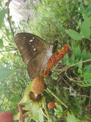 Tanaecia whiteheadi