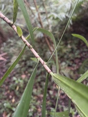Dracaena usambarensis