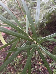 Dracaena usambarensis