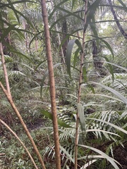 Dracaena usambarensis