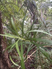 Dracaena usambarensis