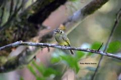 Pogonotriccus paulista