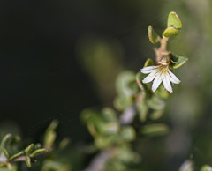Scaevola spinescens