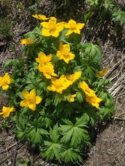 Trollius ranunculinus