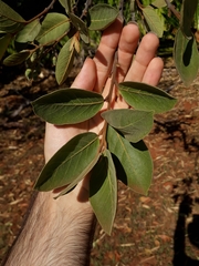 Styrax ferrugineus