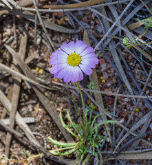 Brachyscome iberidifolia