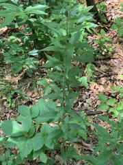 Nemorimyza posticata