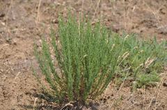 Artemisia pauciflora