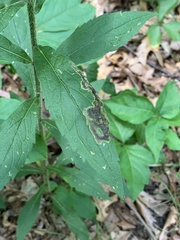 Nemorimyza posticata