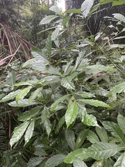 Tarenna pavettoides pavettoides