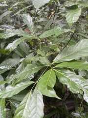 Tarenna pavettoides pavettoides