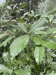 Tarenna pavettoides pavettoides