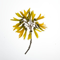 Sophora fulvida