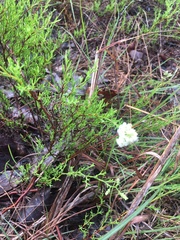 Polygonum dentoceras