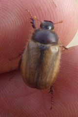 Amphimallon ruficorne