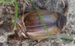 Amphimallon ruficorne