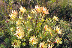 Leucadendron orientale
