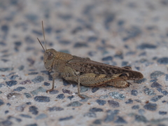 Calliptamus plebeius