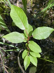 Salix pyrifolia