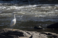 Egretta thula